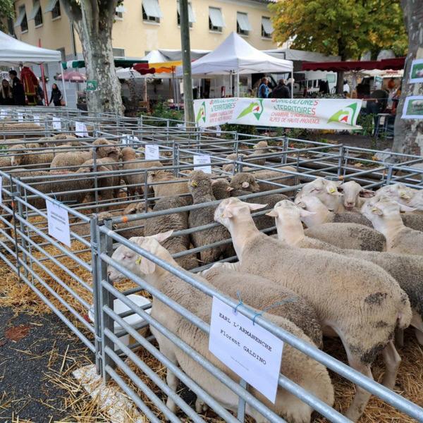 Foire du thoard Mison